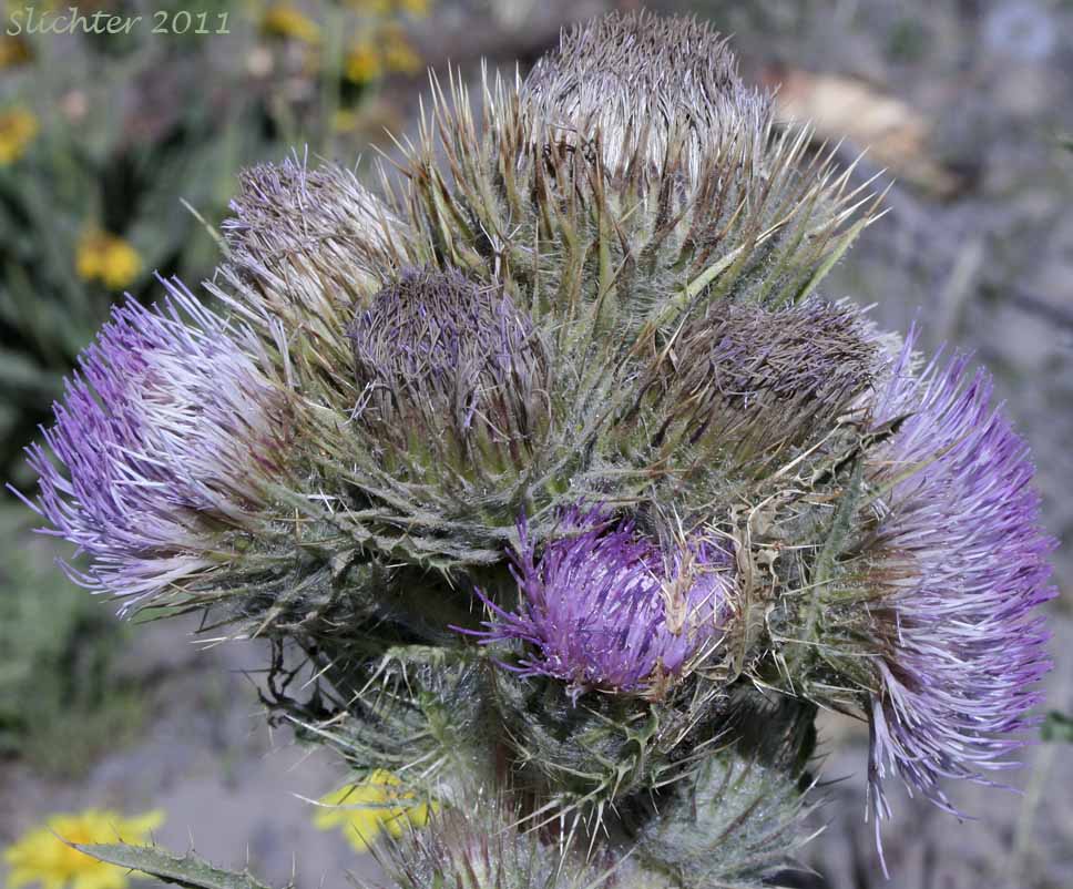 Inflorescence of Peck's Thistle, Steen's Mountain Thistle: Cirsium eatonii var. peckii (Synonym: Cirsium peckii)