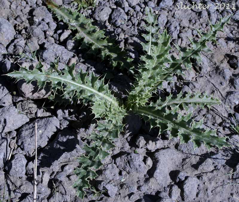 Basal leaves of Peck's Thistle, Steen's Mountain Thistle: Cirsium eatonii var. peckii (Synonym: Cirsium peckii)