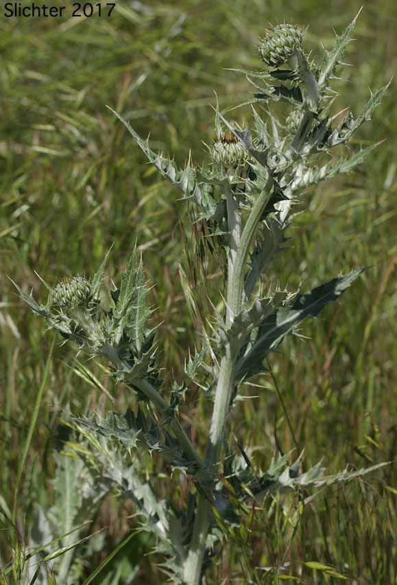 Wavy-leaf Thistle: Cirsium undulatum Synonym: Cirsium undulatum var. undulatum)
