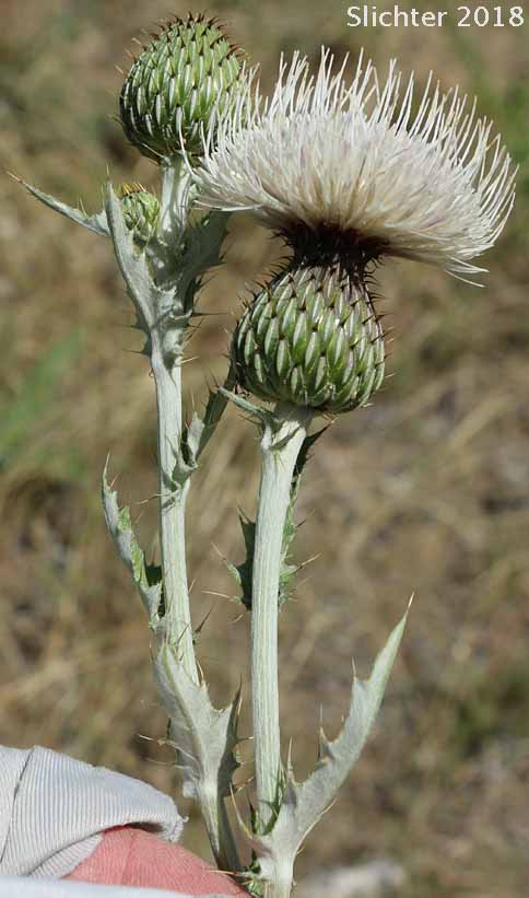 Flower head of Wavy-leaf Thistle: Cirsium undulatum Synonym: Cirsium undulatum var. undulatum)
