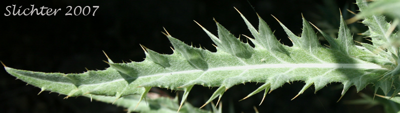 Stem leaf of Wavy-leaf Thistle: Cirsium undulatum Synonym: Cirsium undulatum var. undulatum)
