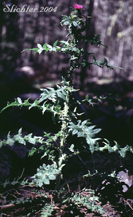 Bull Thistle, Common Thistle: Cirsium vulgare (Synonyms: Carduus vulgarae, Cirsium lanceolatum)