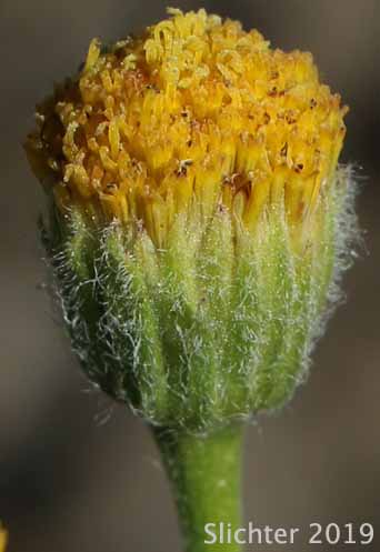 Bloomer's Daisy, Scabland Fleabane: Erigeron bloomeri var. bloomeri (Synonym: Erigeron bloomeri var. typicus)