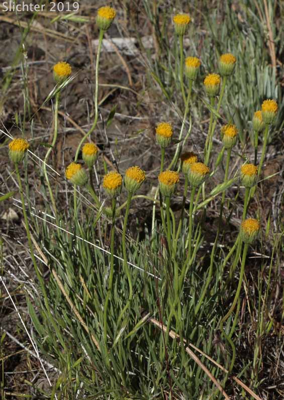 Bloomer's Daisy, Scabland Fleabane: Erigeron bloomeri var. bloomeri (Synonym: Erigeron bloomeri var. typicus)