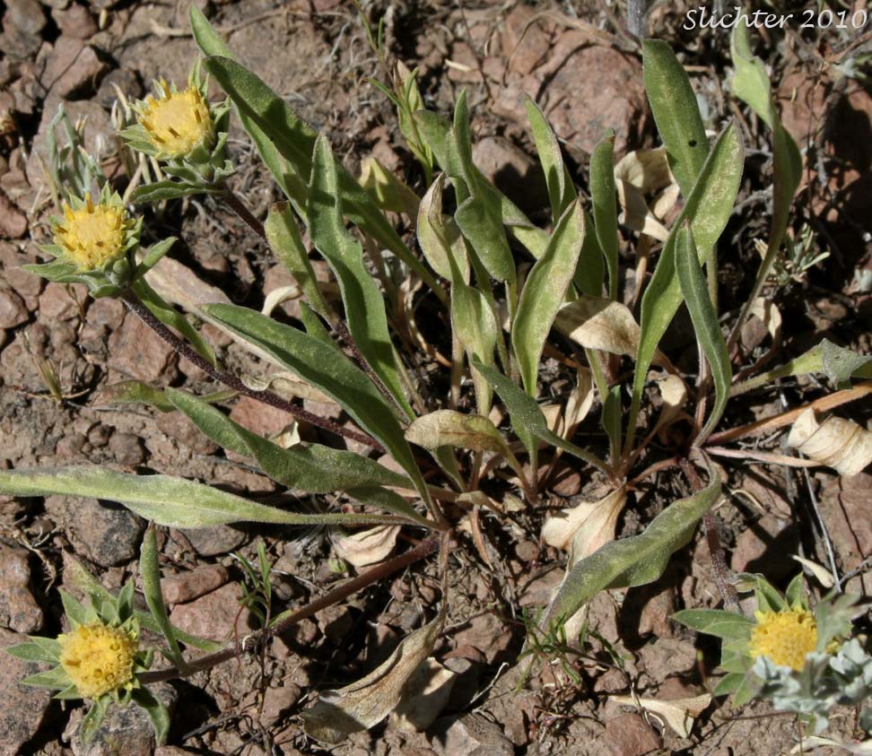 Narrowhead Goldenweed: Pyrrocoma carthamoides var. cusickii (Synonyms: Haplopappus carthamoides ssp. cusickii, Haplopappus carthamoides var. cusickii)
