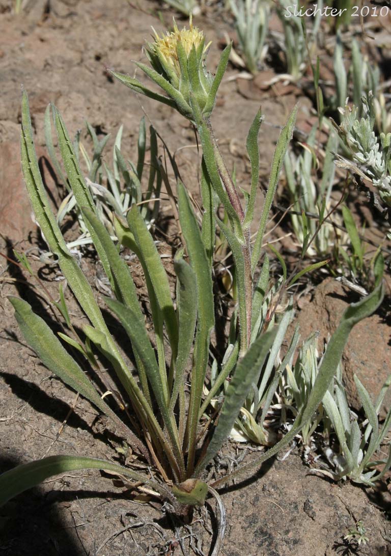 Narrowhead Goldenweed: Pyrrocoma carthamoides var. cusickii (Synonyms: Haplopappus carthamoides ssp. cusickii, Haplopappus carthamoides var. cusickii)