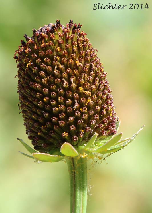 Rudbeckia occidentalis Western coneflower 15 seeds 