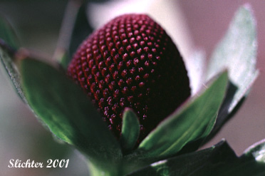 Flower head of Western Coneflower, Western Chocolate-cone, Black Head: Rudbeckia occidentalis var. occidentalis