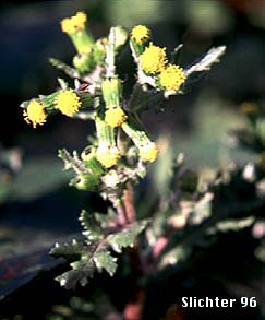 Common Groundsel, Old-main-in-the-Spring: Senecio vulgaris