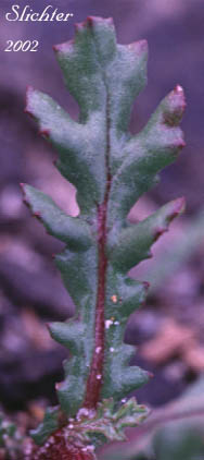 Stem leaf of Common Groundsel, Old-main-in-the-Spring: Senecio vulgaris