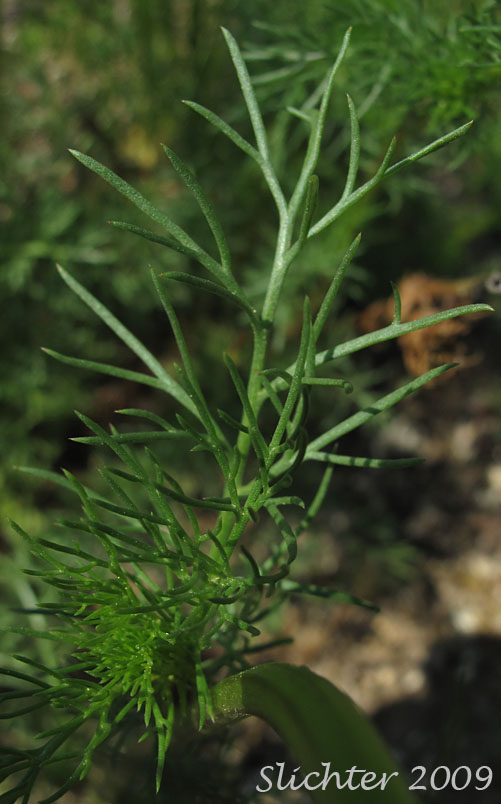 Stem leaf of Mayweed Chamomile, Stinking Chamomile, Dog Fennel: Anthemis cotula