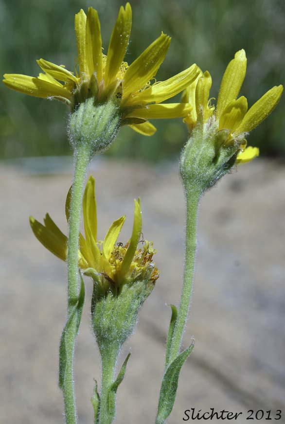 Close-up of the inflorescence of Chamisso Arnica, Leafy Arnica, Narrowleaf Arnica: Arnica chamissonis ssp. foliosa (Synonyms: Arnica chamissonis ssp. foliosa var. andina, Arnica chamissonis var. andina, Arnica chamissonis var. foliosa, Arnica chamissonis var. jepsoniana, Arnica foliosa)