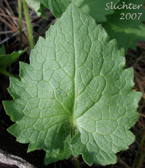 Heart-shaped leaf of Heart-leaf Arnica, Heart-leaf Leopardbane: Arnica cordifolia (Synonyms: Arnica cordifolia var. cordifolia, Arnica cordifolia var. pumila)
