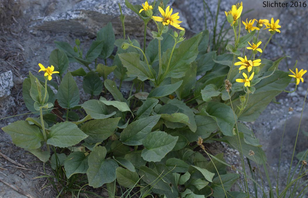 Sticky Arnica, Sticky-leaf Arnica, Varied-leaved Arnica: Arnica ovata (Synonyms: Arnica x diversifolia)