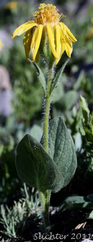Sticky Arnica, Sticky-leaf Arnica, Varied-leaved Arnica: Arnica ovata (Synonyms: Arnica x diversifolia)