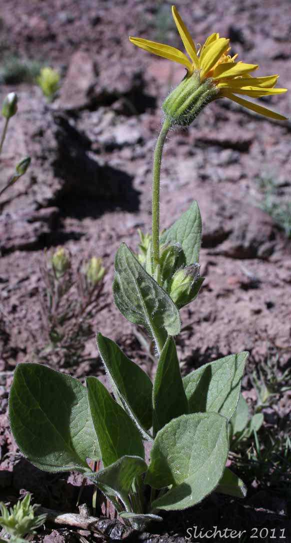 Sticky Arnica, Varied-leaved Arnica: Arnica diversifolia (Synonym: Arnica ovata, Arnica amplexicaulis or mollis x cordifolia or latifolia)