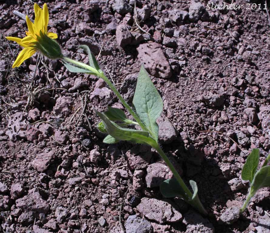 Sticky Arnica, Varied-leaved Arnica: Arnica diversifolia (Synonym: Arnica ovata, Arnica amplexicaulis or mollis x cordifolia or latifolia)