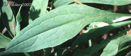 Basal leaf of Cordilleran Arnica, Cordilleran Leopardbane, Hairy Arnica: Arnica mollis