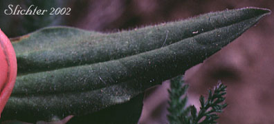 Stem leaf of Cordilleran Arnica, Cordilleran Leopardbane, Hairy Arnica: Arnica mollis