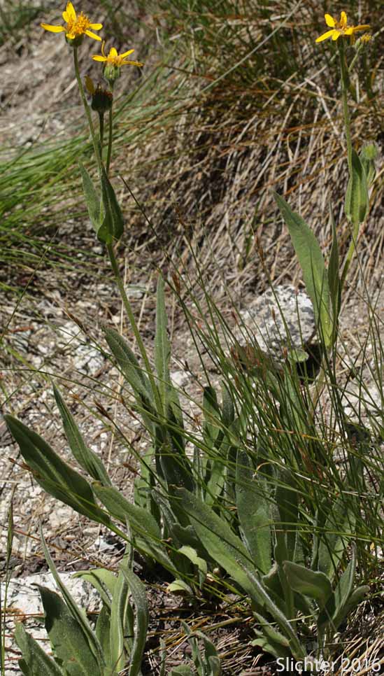Cordilleran Arnica, Cordilleran Leopardbane, Hairy Arnica: Arnica mollis