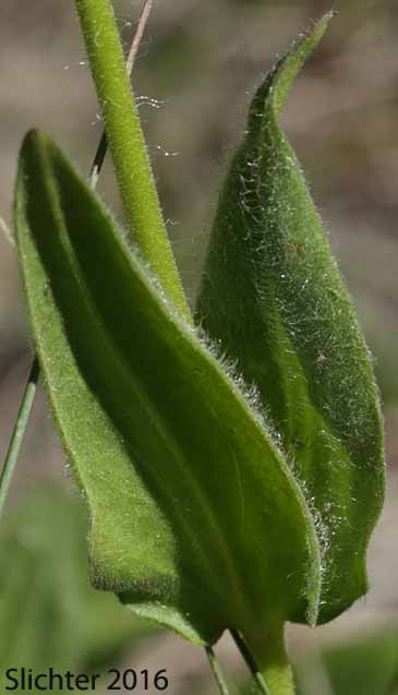 Stem leaves of Cordilleran Arnica, Cordilleran Leopardbane, Hairy Arnica: Arnica mollis