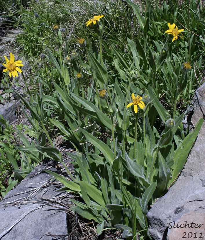 Cordilleran Arnica, Cordilleran Leopardbane, Hairy Arnica: Arnica mollis