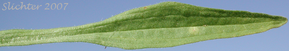 Basal leaf of Bunch Arnica, Foothills Arnica, Twin Arnica, Twin Leopardbane: Arnica sororia (Synonym: Arnica fulgens var. sororia)