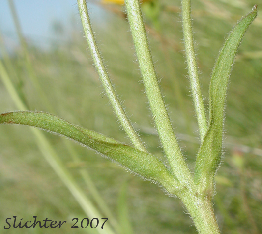 Upper stem leaves of Bunch Arnica, Foothills Arnica, Twin Arnica, Twin Leopardbane: Arnica sororia (Synonym: Arnica fulgens var. sororia)