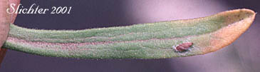 Stem leaf of Little Gray Aster, Tufted White Prairie Aster, White Heath Aster: Symphyotrichum ericoides var. pansum (Synonyms: Aster ericoides ssp. pansus, Aster ericoides var. pansus, Aster falcatus, Aster falcatus var. crassulus, Aster pansus)