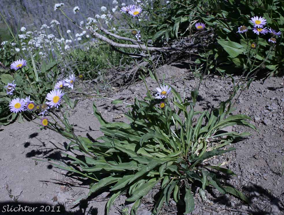 Alpine Leafybract Aster: Symphyotrichum foliaceum var. apricum (Synonyms: Aster apricus, Aster foliaceus var. apricus, Aster subspicatus var. apricus)