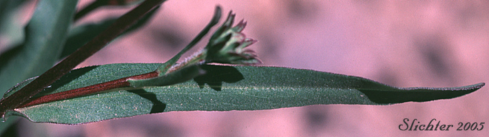 Stem leaf of Alpine Leafybract Aster: Symphyotrichum foliaceum var. apricum (Synonyms: Aster apricus, Aster foliaceus var. apricus, Aster subspicatus var. apricus)