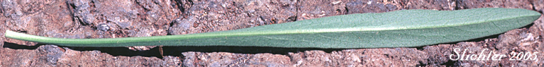 Lower leaf of Alpine Leafybract Aster: Symphyotrichum foliaceum var. apricum (Synonyms: Aster apricus, Aster foliaceus var. apricus, Aster subspicatus var. apricus)