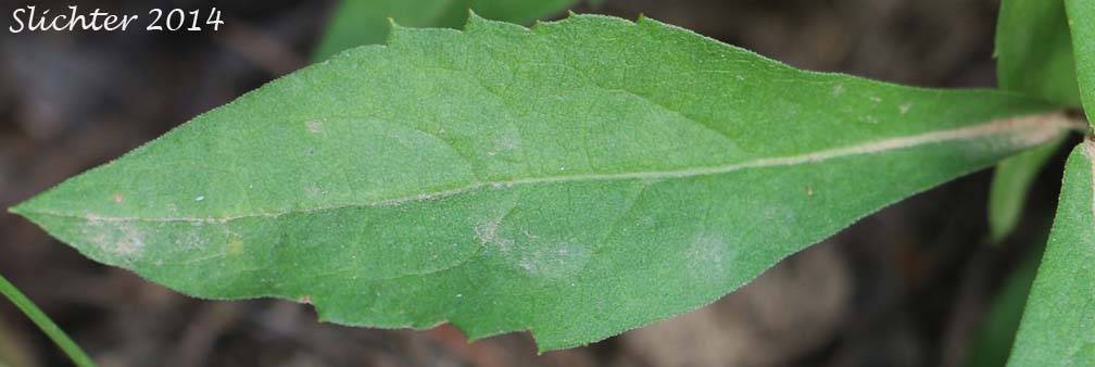 Upper leaf surface of Rough-leaved Aster: Eurybia radulina (Synonym: Aster radulinus)
