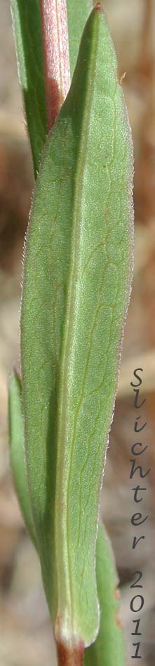 Mid- stem leaf of Western Aster, Western Mountain Aster: Symphyotrichum spathulatum var. spathulatum (Synonyms: Aster ascendens var. fremontii, Aster delectabilis, Aster fremontii, Aster fremontii var. parishii, Aster occidentalis, Aster occidentalis var. delectabilis, Aster occidentalis var. fremontii, Aster occidentalis var. occidentalis, Aster occidentalis var. parishii, Aster spathulatus, Aster spathulatus var. spathulatus, Symphyotrichum spathulatum var. fremontii, Tripolium occidentale)