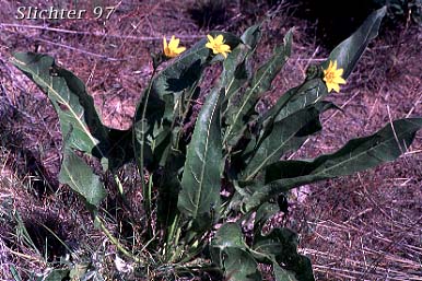 Carey's Balsamroot: Balsamorhiza careyana (Synonyms: Balsamorhiza careyana var. careyana, Balsamorhiza careyana var. intermedia)