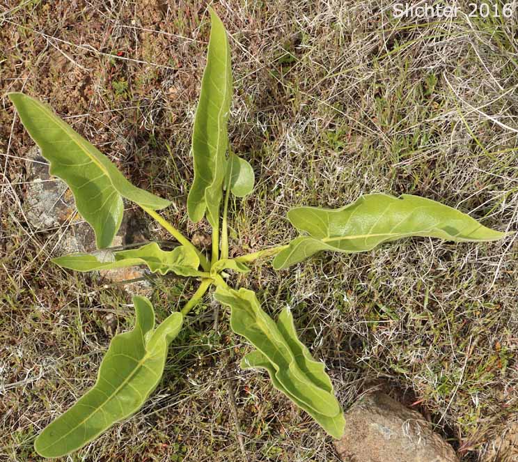 Leaves of Carey's Balsamroot: Balsamorhiza careyana (Synonyms: Balsamorhiza careyana var. careyana, Balsamorhiza careyana var. intermedia)