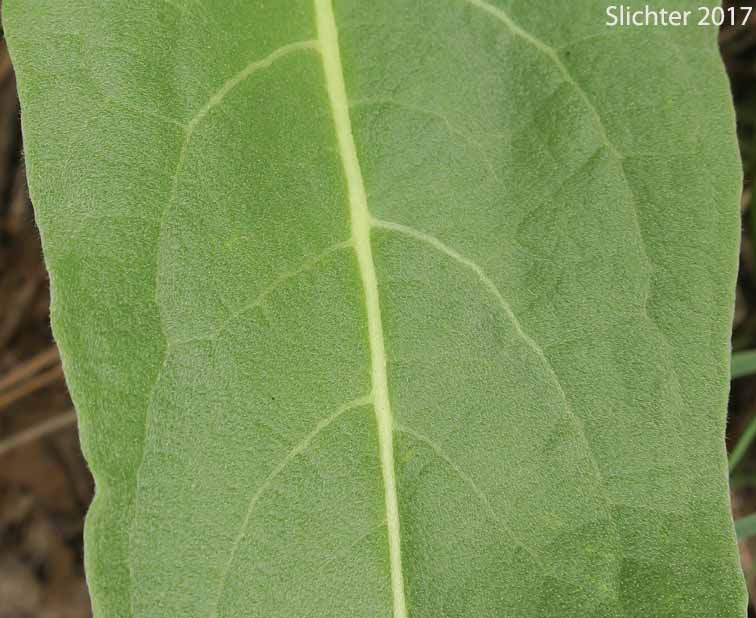 Dorsal leaf details of Carey's Balsamroot: Balsamorhiza careyana (Synonyms: Balsamorhiza careyana var. careyana, Balsamorhiza careyana var. intermedia)