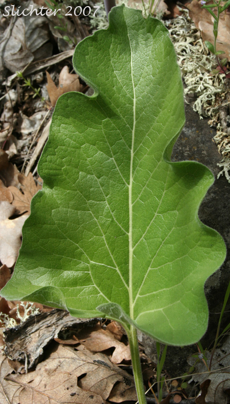 Leaf of Carey's Balsamroot: Balsamorhiza careyana (Synonyms: Balsamorhiza careyana var. careyana, Balsamorhiza careyana var. intermedia)