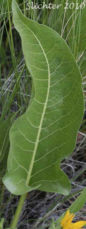 Leaf of Carey's Balsamroot: Balsamorhiza careyana (Synonyms: Balsamorhiza careyana var. careyana, Balsamorhiza careyana var. intermedia)