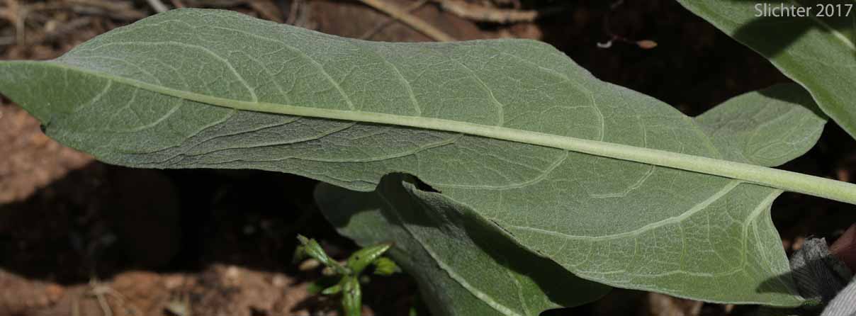 Ventral leaf surface of Arrowleaf-Carey's Hybrid Balsamroot:  Balsamorhiza careyana X sagittata