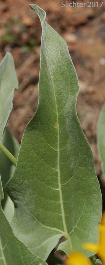 Leaf of Arrowleaf-Carey's Hybrid Balsamroot:  Balsamorhiza careyana X sagittata