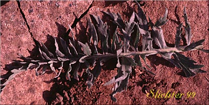 Leaf of Hairy Balsamroot, Hooker's Balsamroot: Balsamorhiza hookeri (Synonyms: Balsamorhiza hirsuta, Balsamorhiza hookeri var. hirsuta)