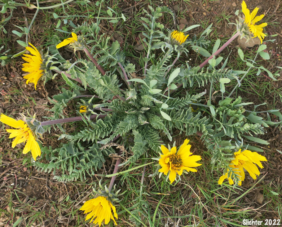 Hooker's Balsamroot: Balsamorhiza hookeri (Synonym: Balsamorhiza hookeri var. lagocephala)