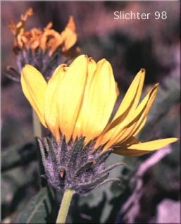 Flower head of Hybrid Balsamroot: Balsamorhiza hookeri Xsagittata