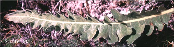 Leaf of Hybrid Balsamroot: Balsamorhiza hookeri Xsagittata