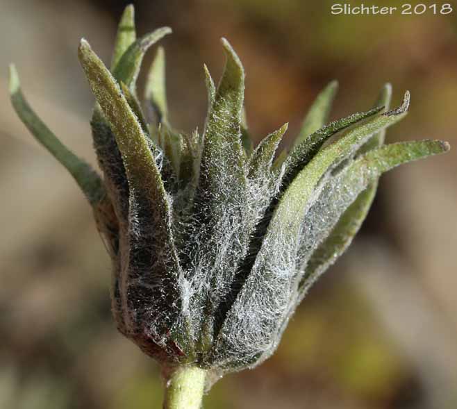 Large-leaf Balsamroot: Balsamorhiza macrophylla (Synonym: Balsamorhiza hookeri var. idahoensis)