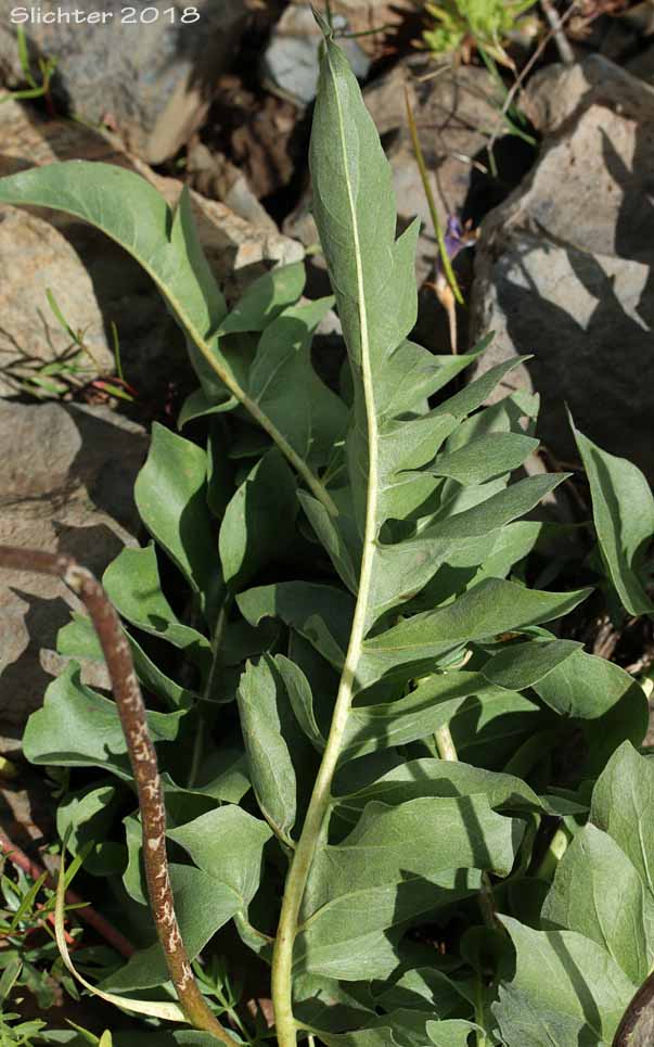 Large-leaf Balsamroot: Balsamorhiza macrophylla (Synonym: Balsamorhiza hookeri var. idahoensis)