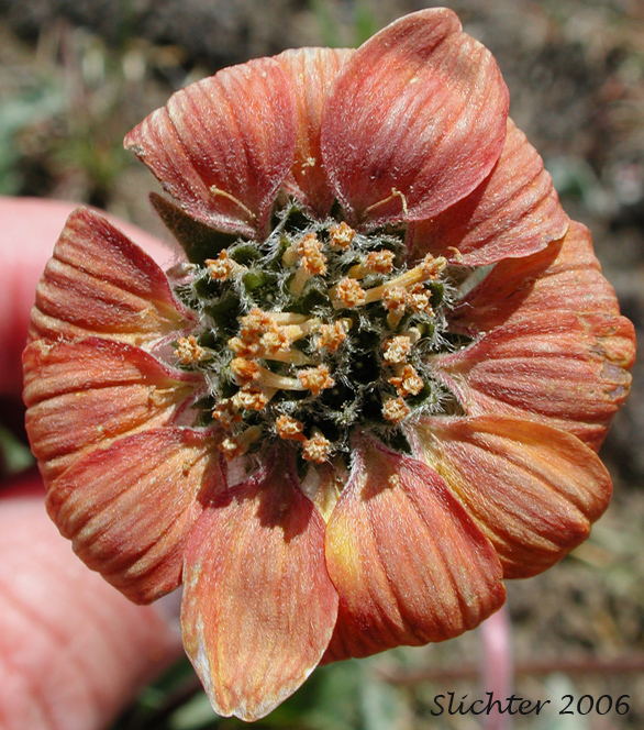 Aging rays of flower head of Rosy Balsamroot: Balsamorhiza rosea