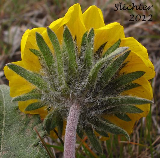 Close-up of the involucral bracts of Rosy Balsamroot: Balsamorhiza rosea