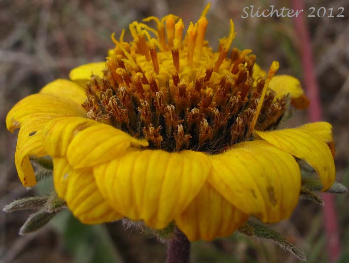 Close-up of a flower head of Rosy Balsamroot: Balsamorhiza rosea